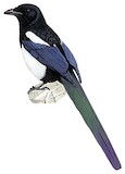 Black-billed Magpie Illustration