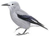 Clark's Nutcracker Illustration