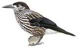 Spotted Nutcracker Illustration