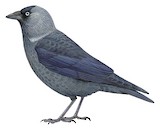 Western Jackdaw Illustration