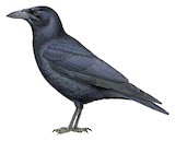 Cuban Crow Illustration