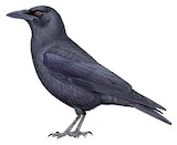 White-necked Crow Illustration