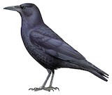 Cape Crow Illustration