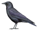 Sinaloa Crow Illustration