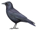 Tamaulipas Crow Illustration