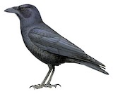 Cuban Palm Crow Illustration