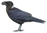 White-necked Raven Illustration