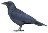 Fan-tailed Raven Illustration