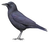 American Crow Illustration