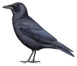 Carrion Crow Illustration