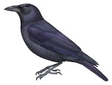 Flores Crow Illustration