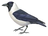 Piping Crow Illustration