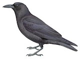 Palawan Crow Illustration