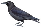 Violet Crow Illustration