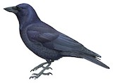 New Caledonian Crow Illustration