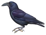 Bougainville Crow Illustration