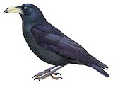 White-billed Crow Illustration