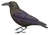 Brown-headed Crow Illustration