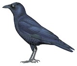 Torresian Crow Illustration