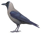 House Crow Illustration