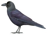 Eastern Jungle Crow Illustration