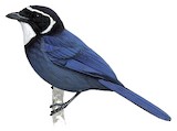 White-throated Jay Illustration