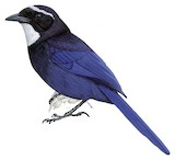 Silvery-throated Jay Illustration