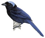 Azure-hooded Jay Illustration