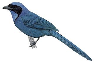 Cyanolyca armillata quindiuna