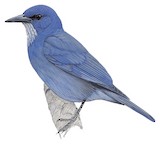 Pinyon Jay Illustration