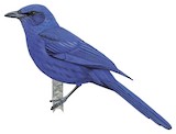 Unicolored Jay Illustration