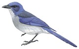 Mexican Jay Illustration