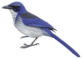 Island Scrub Jay Illustration