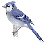 Blue Jay Illustration