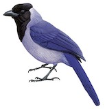 Violaceous Jay Illustration