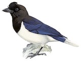 Curl-crested Jay Illustration