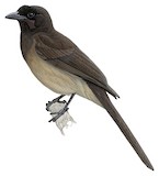 Brown Jay Illustration