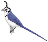 White-throated Magpie-Jay Illustration