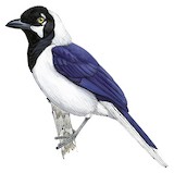 White-tailed Jay Illustration