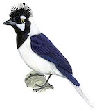 Tufted Jay Illustration