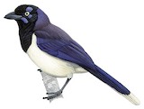 Black-chested Jay Illustration