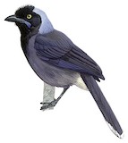 Azure-naped Jay Illustration