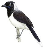 White-naped Jay Illustration