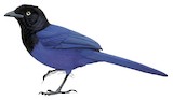 Bushy-crested Jay Illustration