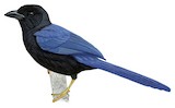 Yucatan Jay Illustration