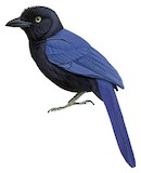 San Blas Jay Illustration