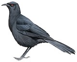 White-winged Chough Illustration