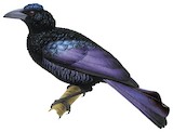 Curl-crested Manucode Illustration