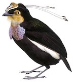 Queen Carola's Parotia Illustration