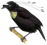 Western Parotia Illustration